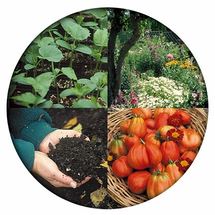 4 Steps of Gardening