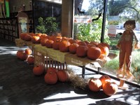 Pumpkins Pumpkins