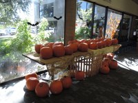 Pumpkins Pumpkins