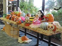 Pumpkin Bash Pumpkins Pumpkin Bash Pumpkins