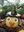 Witch owl